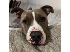 Adopt Nico a Brindle Pit Bull Terrier / Mixed dog in Houston, TX (32766737)