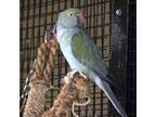 Adopt Gray Dancer a Ringneck bird in Kanab, UT (21302558)