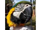 Adopt Trudy a Macaw bird in Kanab, UT (24490545)