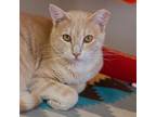 Adopt Aladdin a Tan or Fawn Tabby Domestic Shorthair / Mixed cat in Kanab