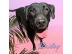 Adopt BAILEY (was CHARLOTTE) a Black Labrador Retriever / Mixed dog in Converse