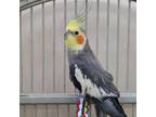 Adopt Sweetie Pie a Cockatiel bird in Kanab, UT (31033704)