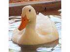 Adopt Anthony a Duck bird in Kanab, UT (32090999)