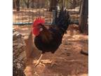 Adopt Luke Skyclucker a Chicken bird in Kanab, UT (32264606)