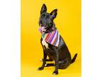 Adopt Bella a Black German Shepherd Dog / Mixed dog in Houston, TX (30282731)