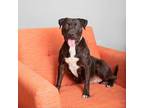 Adopt Mamba a Black Staffordshire Bull Terrier / Blue Heeler / Mixed dog in