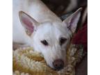 Adopt Kit a White - with Tan, Yellow or Fawn Husky / Cattle Dog / Mixed dog in