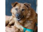 Adopt Gilmore a Tan/Yellow/Fawn Chow Chow / Mixed dog in Kanab, UT (21088335)