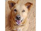 Adopt Dorian a Brown/Chocolate Welsh Corgi / Mixed dog in Kanab, UT (27009077)