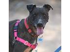 Adopt Blue a Black Catahoula Leopard Dog / American Pit Bull Terrier / Mixed dog