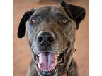 Adopt Watts a Black Labrador Retriever / American Staffordshire Terrier / Mixed