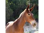 Adopt Lucky a Donkey/Mule/Burro/Hinny / Mixed horse in Kanab, UT (21901274)