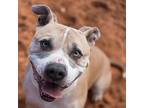 Adopt Barat a Tan/Yellow/Fawn American Pit Bull Terrier / Mixed dog in Kanab
