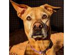 Adopt Sundance a Tan/Yellow/Fawn Vizsla / Mixed dog in Kanab, UT (22958496)