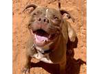 Adopt Lucci a Brown/Chocolate Pit Bull Terrier / Mixed dog in Kanab