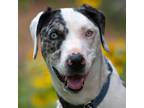 Adopt Frankie a White - with Tan, Yellow or Fawn Catahoula Leopard Dog / Mixed