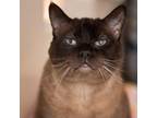 Adopt Karima a Brown or Chocolate Siamese / Mixed cat in Kanab, UT (27681658)
