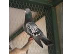 Adopt Lacy 275 a Pigeon bird in Kanab, UT (32090972)