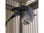 Adopt Davey a Parakeet - Other bird in Kanab, UT (31588753)