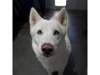 Adopt Target a White - with Tan, Yellow or Fawn Siberian Husky / Mixed dog in
