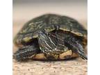 Adopt Tommy Sweet Cheeks a Turtle - Water reptile, amphibian