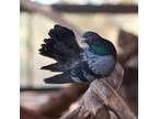 Adopt Hermes 298 a Pigeon bird in Kanab, UT (32090953)