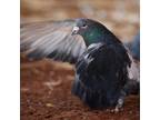 Adopt Kronos 256 a Pigeon bird in Kanab, UT (32090955)