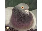 Adopt Rose 269 a Pigeon bird in Kanab, UT (32090957)