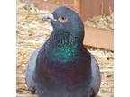 Adopt Sophia 260 a Pigeon bird in Kanab, UT (32090958)