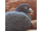 Adopt Granite 279 a Pigeon bird in Kanab, UT (32090959)