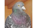 Adopt Dagger 245 a Pigeon bird in Kanab, UT (32090960)