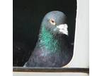 Adopt DeeDee 241 a Pigeon bird in Kanab, UT (32090963)