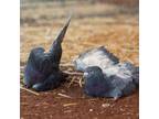 Adopt Nugget 219 a Pigeon bird in Kanab, UT (32090966)