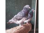 Adopt Doodle 227 a Pigeon bird in Kanab, UT (32090967)