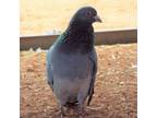 Adopt Gaia 253 a Pigeon bird in Kanab, UT (32090969)