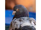 Adopt Monty 224 a Pigeon bird in Kanab, UT (32090971)