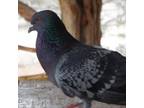 Adopt Billy 288 a Pigeon bird in Kanab, UT (32090974)