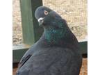 Adopt Leaf a Pigeon bird in Kanab, UT (32090977)