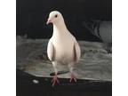 Adopt Ice 262 a Pigeon bird in Kanab, UT (32090983)