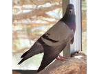Adopt Paloma 254 a Pigeon bird in Kanab, UT (32090997)