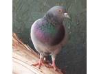 Adopt Isadora 299 a Pigeon bird in Kanab, UT (32090998)