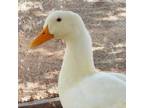 Adopt Johnny a Duck bird in Kanab, UT (32091000)