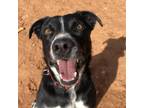 Adopt Chaos a Black Border Collie / Australian Cattle Dog / Mixed dog in Kanab