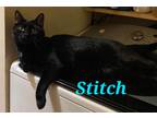 Adopt Stitch a All Black Domestic Shorthair (short coat) cat in schenectady