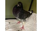 Adopt Cali a Pigeon bird in Kanab, UT (33972115)