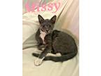 Adopt Mischief (Missy) a Gray or Blue (Mostly) Domestic Shorthair (short coat)