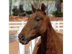 Adopt Curly Sue a Missouri Foxtrotter / Mixed horse in Kanab, UT (21302521)