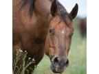 Adopt Connie a Quarterhorse / Mixed horse in Kanab, UT (33568096)