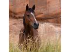 Adopt Melody a Arabian / Quarterhorse / Mixed horse in Kanab, UT (33568097)