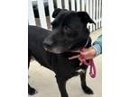 Adopt OLIVE a Black Labrador Retriever / Mixed dog in Huntington Beach